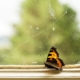 The Dubai Princess and Domestic Abuse butterfly in window