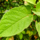 The fast-growing, invasive, plant Japanese Knotweed or 'or as it is also known, Polygonum cuspidatum or Fallopia japonica. No people.