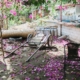 An abandoned garden